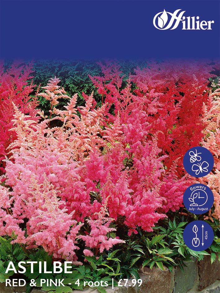 8718641998977 1 HL1056 Astilbe Red Pink.jpg